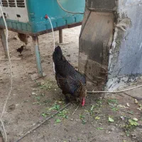 مرغ تخم گذار و کرچ شو