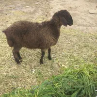 بره نرینه سالم