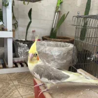 عروس هلندی نر و ماده