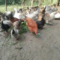 مرغ و خروس