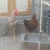 مرغ وخروس