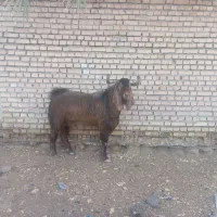 بزنره