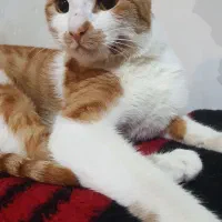 واگذاری