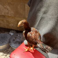 جوجه لاری