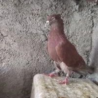 کفتر دم سفید