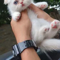 گربه ماده|گربه|گرگان, |دیوار