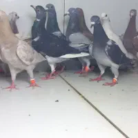 ۲۱ ماده پرشی دورگ