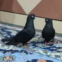 کبوتر ابادانی