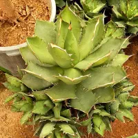آگاو غولپیکر کاکتوس