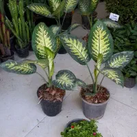 دیفن باخیا سطل چهار