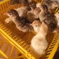 جوجه بوقلمون