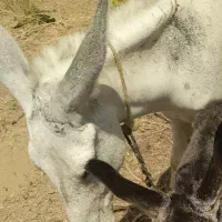شیر الاغ سفید