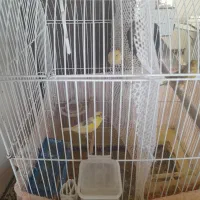 قناری نرو ماده