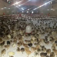 جوجه محلی اصل ۴ روزه