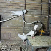 طوقی کرمانشاهی نر