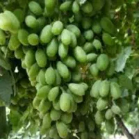 آبغوره امسالی