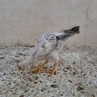 مرغ و خروس لاری