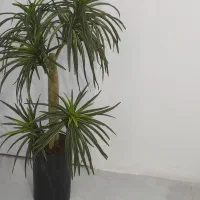 درختچه مصنوعی به همراه گلدان فایبرگلاس