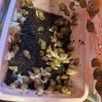 حلزون آچاتینا کلاژن ساز