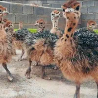 جوجه تخم شترمرغ گوشت روغن خوراکی درمانی