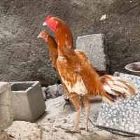 خروس لاری