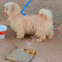 سگ پشمالو ماده معامله با  عروس هلندی طوطی برزیلی