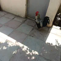 خروس رسمی  یک جفت