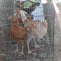 جوجه محلی