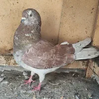 کفتر نر