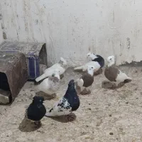 طوقی