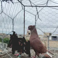 کفتر سرخ دم سفید