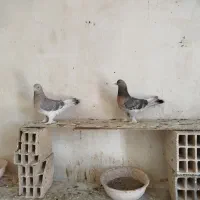کفتر جفتی بیضا
