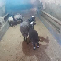 میش بره شیشک