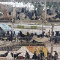 کبوتر|پرنده|رفسنجان, |دیوار