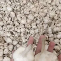 کاشت سیر شراکتی