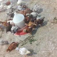 جوجه مرغ یکماهه
