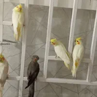 عروس هلندی