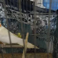 عروس هلندی ماده