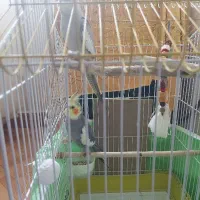 عروس هلندی نر و ماده دستی