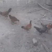 مرغ و خروس
