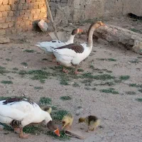 قوغازو غازماده همراه باجوجه