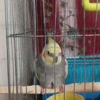 یک جفت عروس هلندی