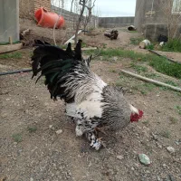 فروش دوعدد خورس