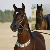 باشگاه سوارکاری سام