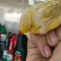 سره