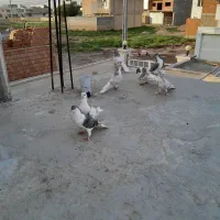 ساده