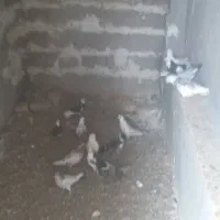 کبوتر