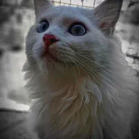 فروش گربه پرشین عروسکی یا ترکیش وان