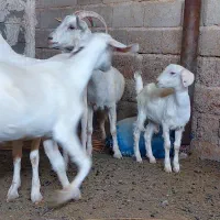 بز سانن کهره سانن