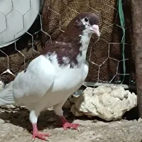 معاوضه یا فروش  دو عدد کبوتر درجه یک نر